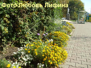 Бархатцы, тагетес