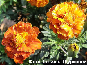 Бархатцы, тагетес