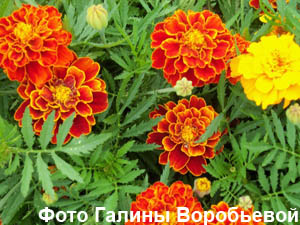 Бархатцы, тагетес