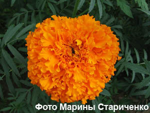 Бархатцы, тагетес