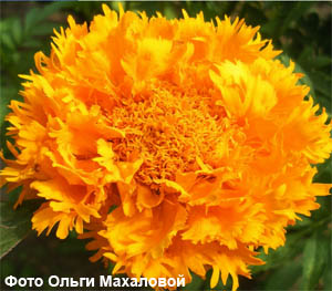 Бархатцы, тагетес