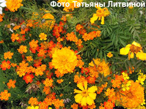 Бархатцы, тагетес