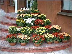 Летние каникулы комнатных цветов