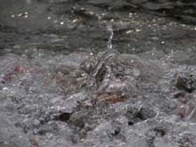 Вода для комнатных цветов