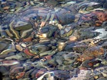 Вода для комнатных цветов